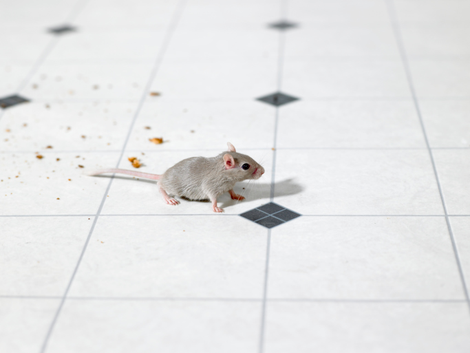 Mouse on kitchen floor