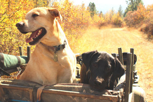 Hunting with dogs and ATV.